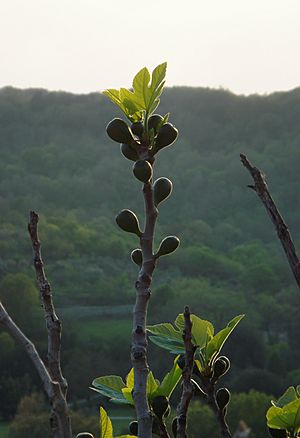 Archivo:Ficus carica in spring in Italy