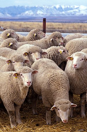 Archivo:Flock of sheep