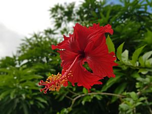 Archivo:Flor Tropical
