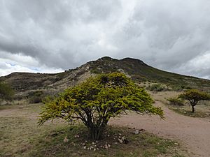 Archivo:Flora del Cerro del Muerto, Aguascalientes 03