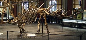 Archivo:Fossil Kentrosaurus aethiopicus in Museum für Naturkunde Berlin 001