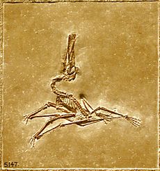 Gnathosaurus macrurus 1.jpg