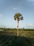 Guano tree Baní