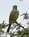 Gubernatrix cristata -Argentina-8