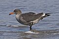 Heermann's Gull winter plumage