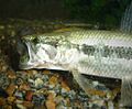 Hoplias malabaricus