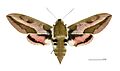 Hyles euphorbiae MHNT female dos