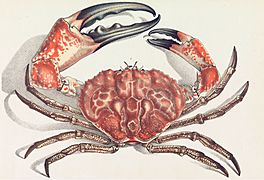 J J Wild Pseudocarcinus cropped