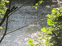 Archivo:James River hidden by trees in Lynchburg, VA IMG 4100