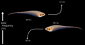 Jamming Avoidance Response Eigenmannia