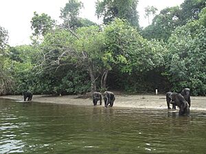 Archivo:Liberian Chimps - panoramio (1)