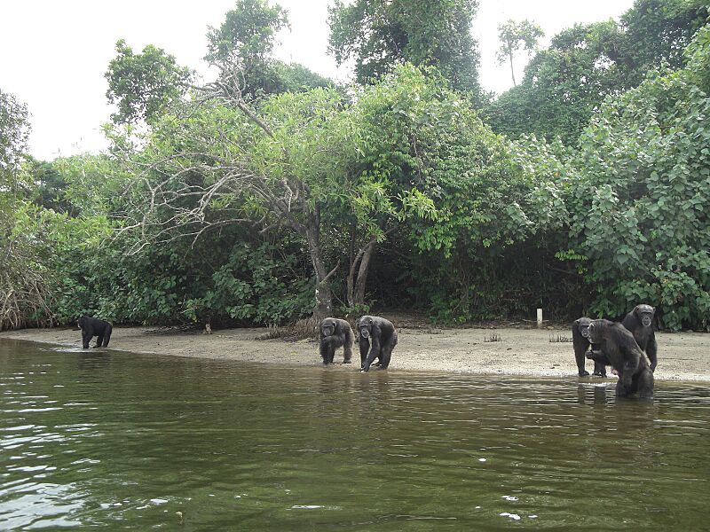 Liberian Chimps - panoramio (1)