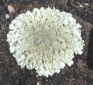 Archivo:Lichen squamulose