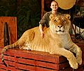 Liger Jungle Island