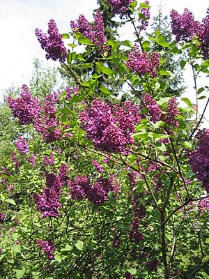 Archivo:Lilac (2)