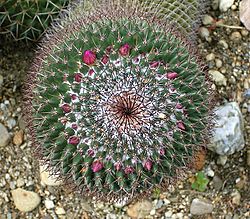 Mammillaria carnea 02 ies.jpg