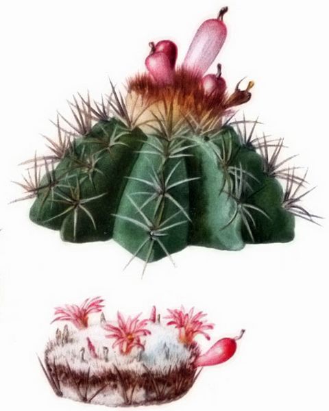 Melocactus harlowii The Cactaceae
