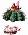 Melocactus harlowii The Cactaceae