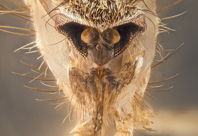 Mosquito, head, detail