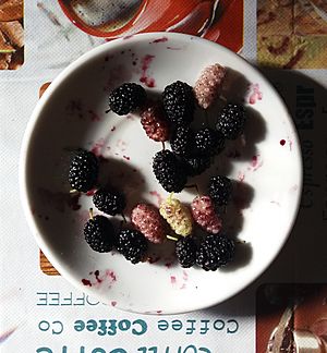 Archivo:Mulberries of different species