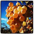 Muscat d'Alexandrie