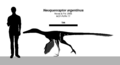 Neuquenraptor Skeletal