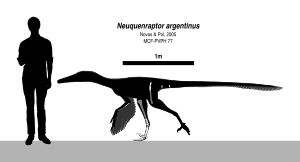 Archivo:Neuquenraptor Skeletal