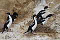 New zealand king shag
