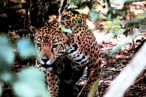 Archivo:Obscured jaguar