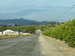 Orange Groves and San Jacinto Mountains in Valle Vista, California.jpg