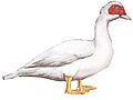 Pato Criollo Blanco Macho