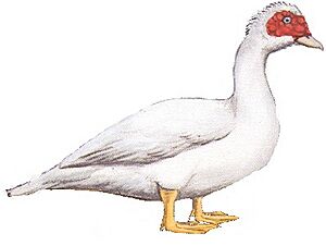 Archivo:Pato Criollo Blanco Macho