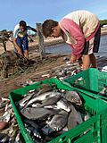 Archivo:Pescadores de La Uva1