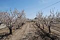 Plantación de almendros en flor