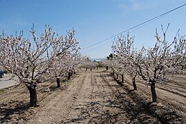 Plantación de almendros en flor