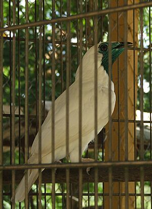 Archivo:Procnias nudicollis -captivity-4