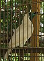 Procnias nudicollis -captivity-4