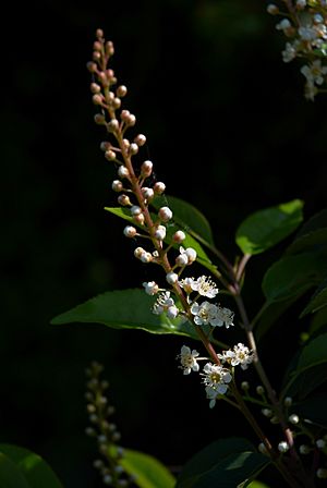 Archivo:Prunus lusitanica B