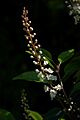 Prunus lusitanica B
