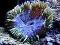 Rock Flower Anemone