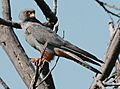 Rotfußfalke Falco vespertinus