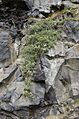 Salix arctica-pjt