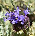 Salvia dorrii var clokeyi 10