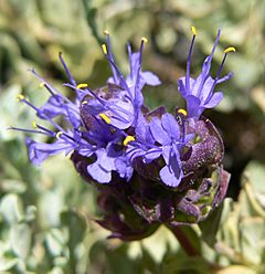 Archivo:Salvia dorrii var clokeyi 10