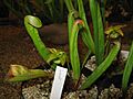 Sarracenia minor1