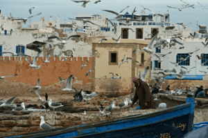 Archivo:Seagulls, Essaouira (3539734867)