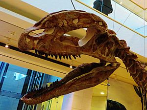 Archivo:Sinosaurus triassicus skull