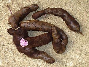 Archivo:Solanum tuberosum - guadacho