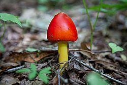 Spring-mushroom-forest-floor-macro - West Virginia - ForestWander.jpg