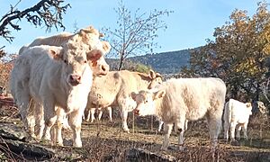 Archivo:Ternereas Vacas